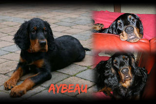 aybeau